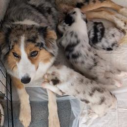 Australian Shepherd Puppies from Winter River Farms Australian Shepherds