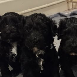 Portuguese Water Dogs from L'avenir kennel