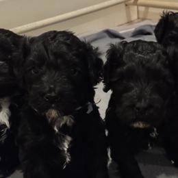 Portuguese Water Dogs from L'avenir kennel