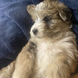 Sneezy (Snow White's Dwarf) - Chocolate merle male Bernedoodle puppy in Churchill County Fallon, Nevada from Card Family Ranch