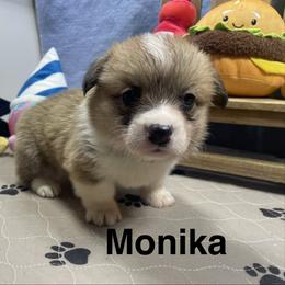Monika - Sable female Pembroke Welsh Corgi puppy in Apison, Tennessee from Ashmore Corgis