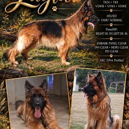 Layla - German Shepherd