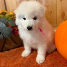 Pink - White female Samoyed puppy in Paulden, Arizona from Carefree Samoyeds & Deserthills Labradors