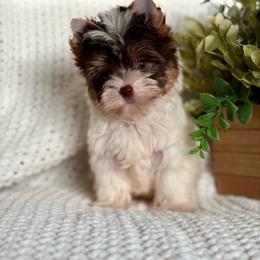 Gwen - Parti female Yorkshire Terrier puppy in Liberty, Texas from Tiny Yorkshire pups