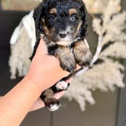Toadette- yellow collar female - Phantom female Bernedoodle puppy in Salt Lake County, Utah from Coco Avenue Pups