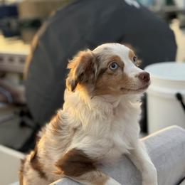 Taleh - Red merle female Miniature Australian Shepherd puppy in Visalia, California from Yours Beloved Mini Aussies