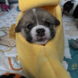 Pembroke Welsh Corgi Puppies from Temperance Farm Corgis