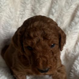 Goldendoodle Puppies from Betsy-Doodles
