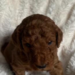 Goldendoodle Puppies from Betsy-Doodles