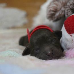 Cockapoo Puppies from JP Cockapoos LLC