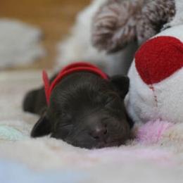 Cockapoo Puppies from JP Cockapoos LLC