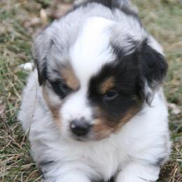 Sq24 - Blue merle male Miniature Australian Shepherd puppy in Fairview, South Dakota from Dakota Toy Aussies