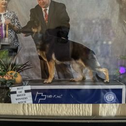 Pearl - German Shepherd