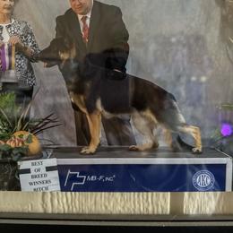 Pearl - German Shepherd