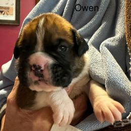 Owen - Fawn male Boxer puppy in Elyria, Ohio from Just-A-Wyn Boxers