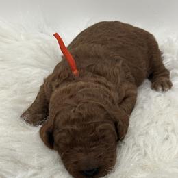Orange boy - Red  male Goldendoodle puppy in Waskom, Texas from Pearls & Curls doodles & poodles