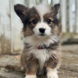 Tica (red) fluffy - Sable and white female American Corgi puppy in East Oakdale, California from Rhettro Kennels