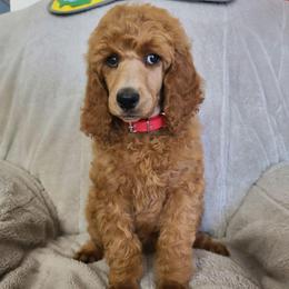 Red  Collar - Red  female Poodle puppy in Colorado Springs, Colorado from Silly's Standard Poodles