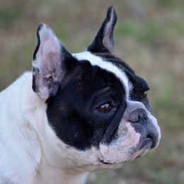 Jolene - French Bulldog