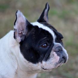 Jolene - French Bulldog