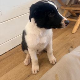 Spider - Black and white male Border Collie puppy in Taylor, Arizona from Vowell Farm Border Collies