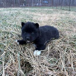 Orange - Black and white female Siberian Husky puppy in Jonesborough, Tennessee from Dry Creek Siberians