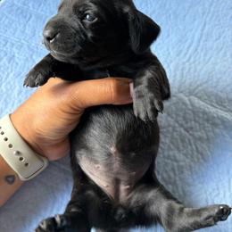 Pink collar - Black female Dachshund puppy in Washington Court House, Ohio from Brightman's Dashing Doxies
