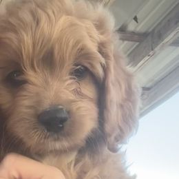 Cavapoos and Cockapoos from The Barkery