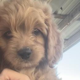 Cavapoos and Cockapoos from The Barkery