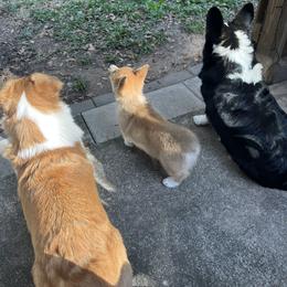 Pembroke Welsh Corgi Puppies from Newlands Insane Danes and Corgis