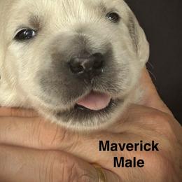 Maverick - Light golden male Golden Retriever puppy in Hastings, Michigan from Teresa Stevens