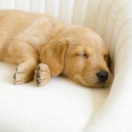 Rain - Yellow female Labrador Retriever puppy in Allons, Tennessee from UC Labradors LLC