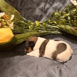 Sophia’s Boy 1 - Brown and white male Jack Russell Terrier puppy in Greeneville, Tennessee from Wampler Jacks