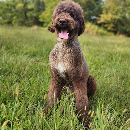 Ramiel - Brown male Poodle puppy in Harrisonville, Missouri from Kurly Q Poodles