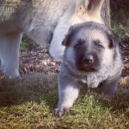 German Shepherd and White Shepherd Puppies from Scenic Creek German Shepherds