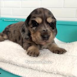 Suavitel - Dapple female Dachshund puppy in Chandler, Arizona from Vonaducci Doxies, LLC.
