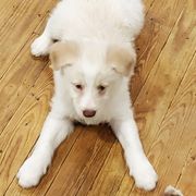Bordoodle Puppies from Nolichuckey Bordoodles