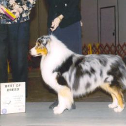 Australian Shepherds from Skyecove Australian Shepherds