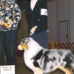 Australian Shepherds from Skyecove Australian Shepherds