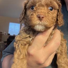 Bernedoodle, Cavapoo, and Poodle Puppies from Liberty Farms Puppies