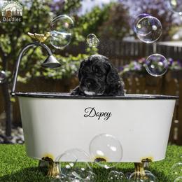 Dopey - Black male Australian Labradoodle puppy in Cashmere, Washington from Mountain Home Doodles