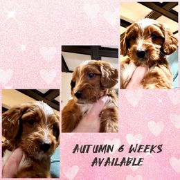 Autumn - Goldendoodle puppy from Perfect Fit Poodles & Doodles