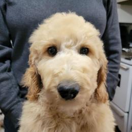 Bear - Apricot male Goldendoodle puppy in Blountsville, Alabama from Southern Charm Goldendoodles