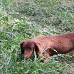 Dachshund and Pug Puppies from Wiggle'n V Ranch