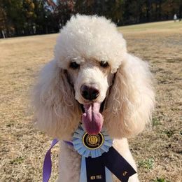 Poodles from Resolute Poodles