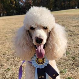 Poodles from Resolute Poodles