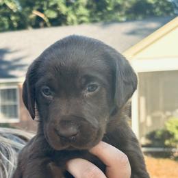 White - Chocolate female Labrador Retriever puppy in Madison, Georgia from M & W Gun dogs