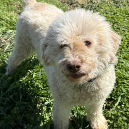 Tina - Off-white female Lagotto Romagnolo puppy in Knoxville, Tennessee from Squisito Lagotti