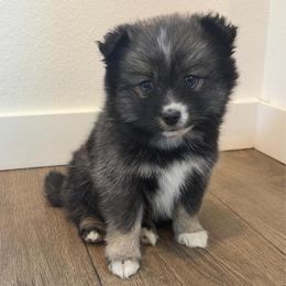 Honey - Wolf sable female Pomsky puppy in Tonasket, Washington from Washington Pomskies
