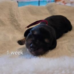 Hank - Black and tan male Dachshund puppy in Kempner, Texas from Russell Farms Dachshund